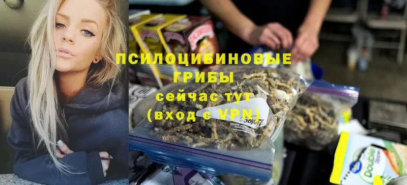 Галлюциногенные грибы Psilocybe  Сортавала 